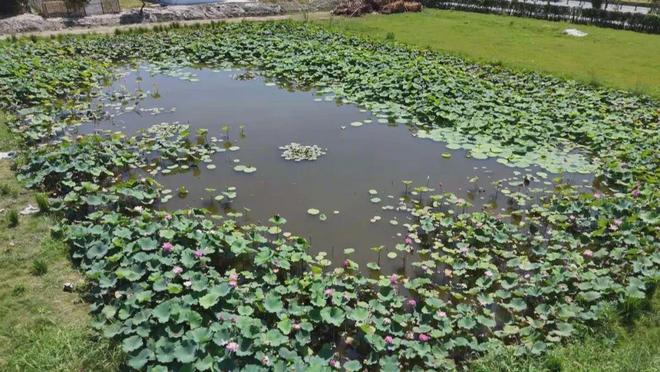 五宅村香水莲花基地开业奉贤市民再添遛娃休闲新选择